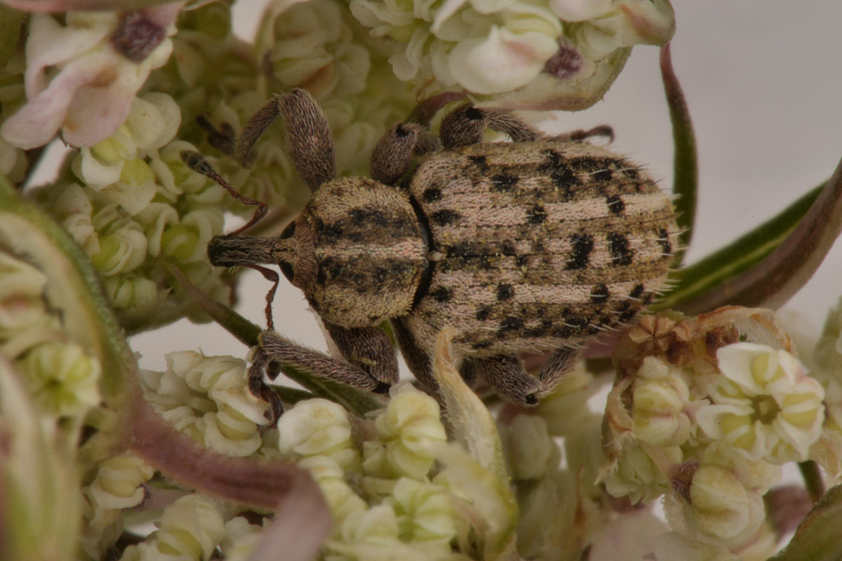 Curculionidae:  Hypera sp?    S, Hypera (Tigrinellus) pastinacae